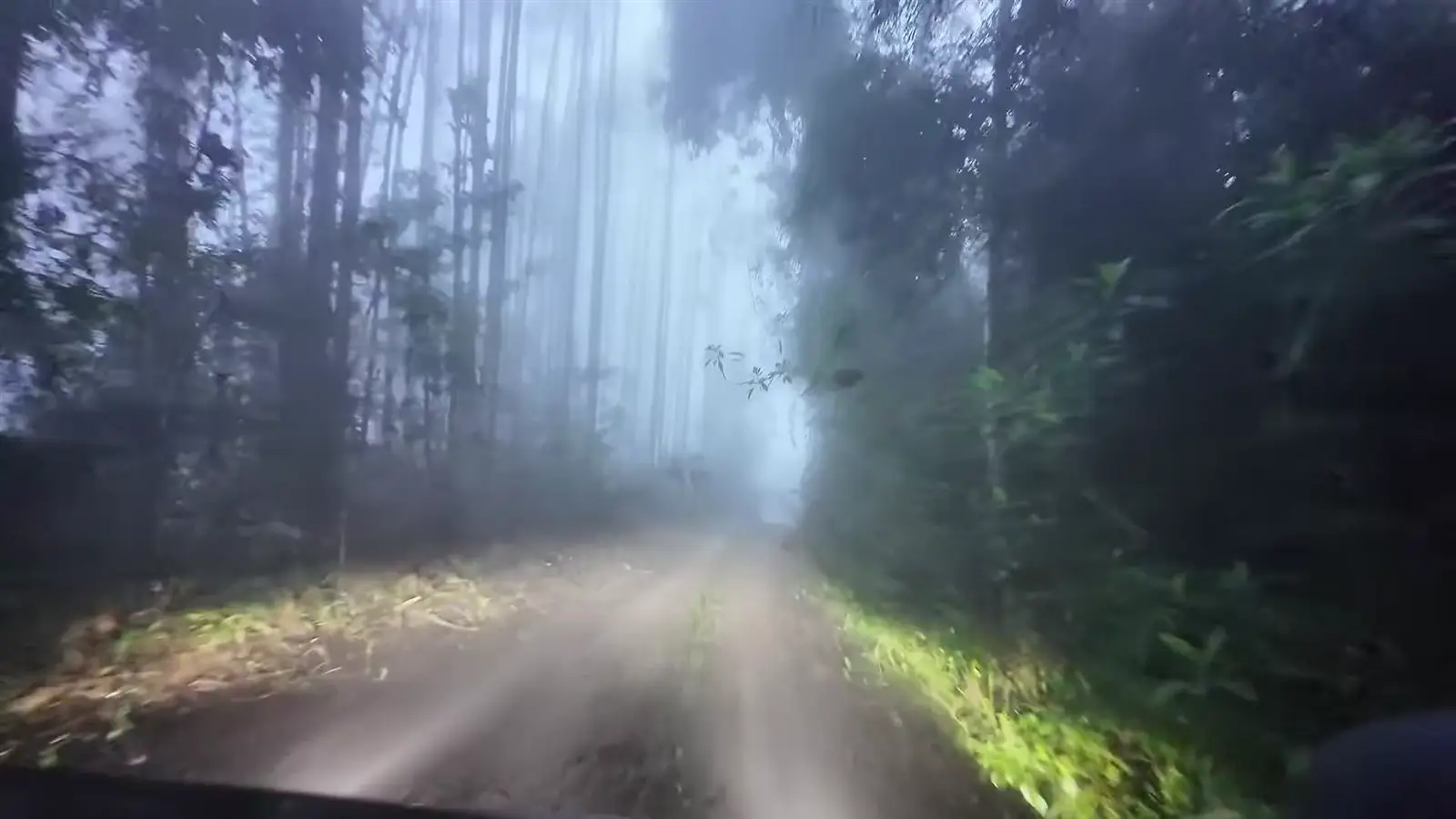 Trilha com neblina dentro da mata